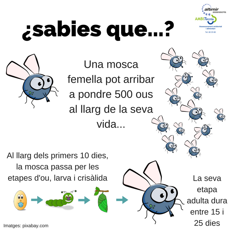 Infogràfic cicle reproductiu de les mosques