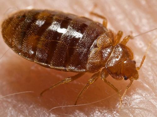 Les xinxes són insectes petits de color cafè, aplanats i hematòfags